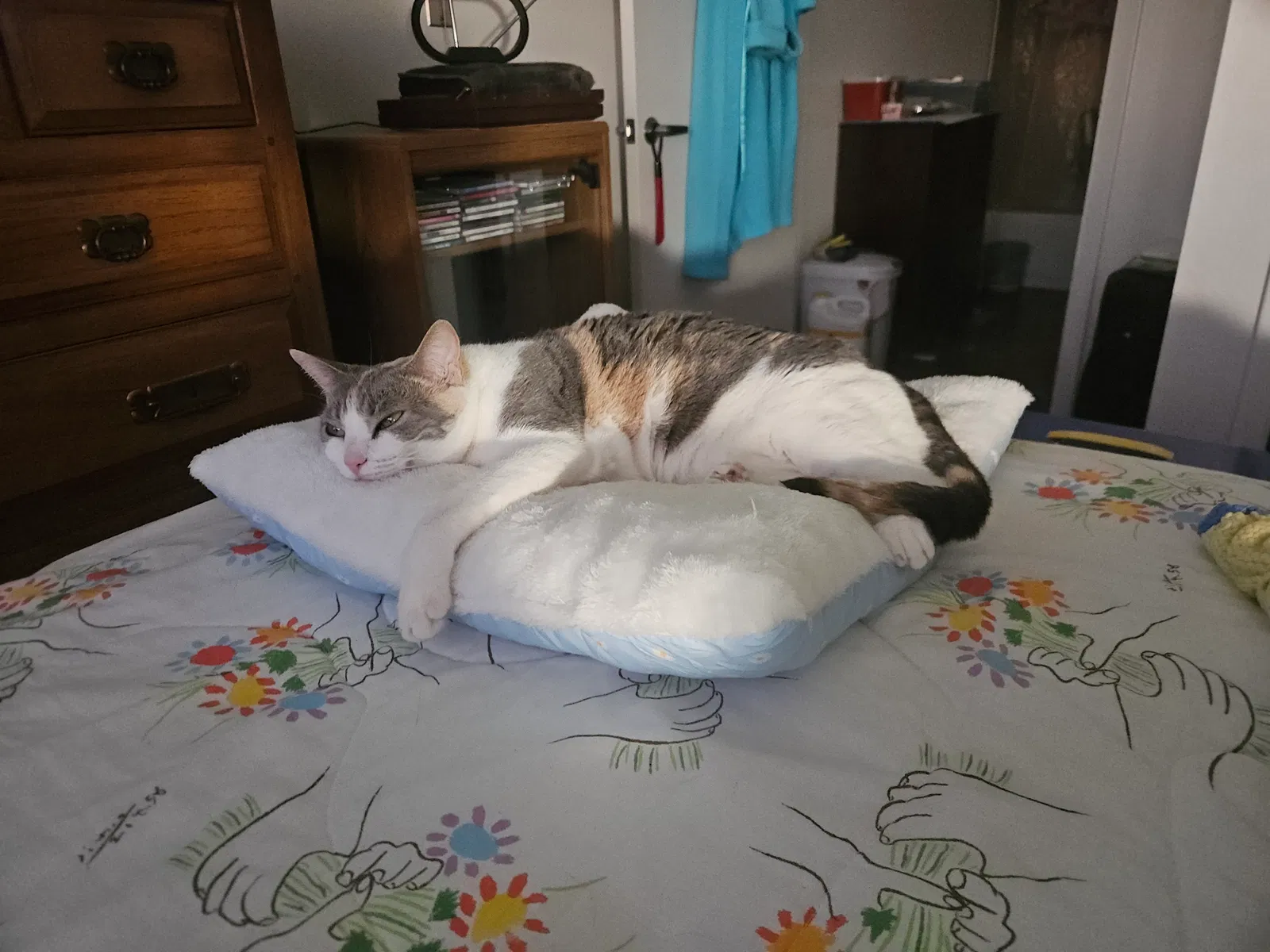 Missy Pelley, DILUTE CALICO Cat for adoption in Port Charlotte, FL, 33980