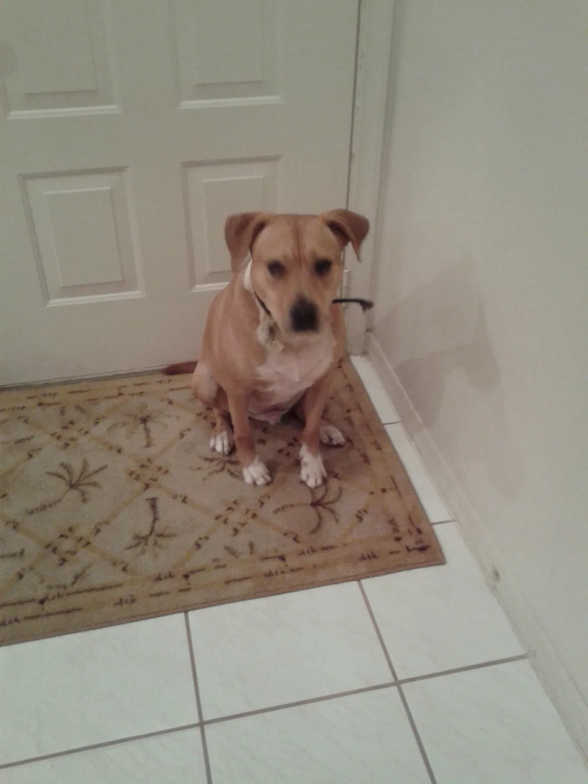Bosh, Lab/Pit Mix Dog for adoption in Tamarac, FL, 33319