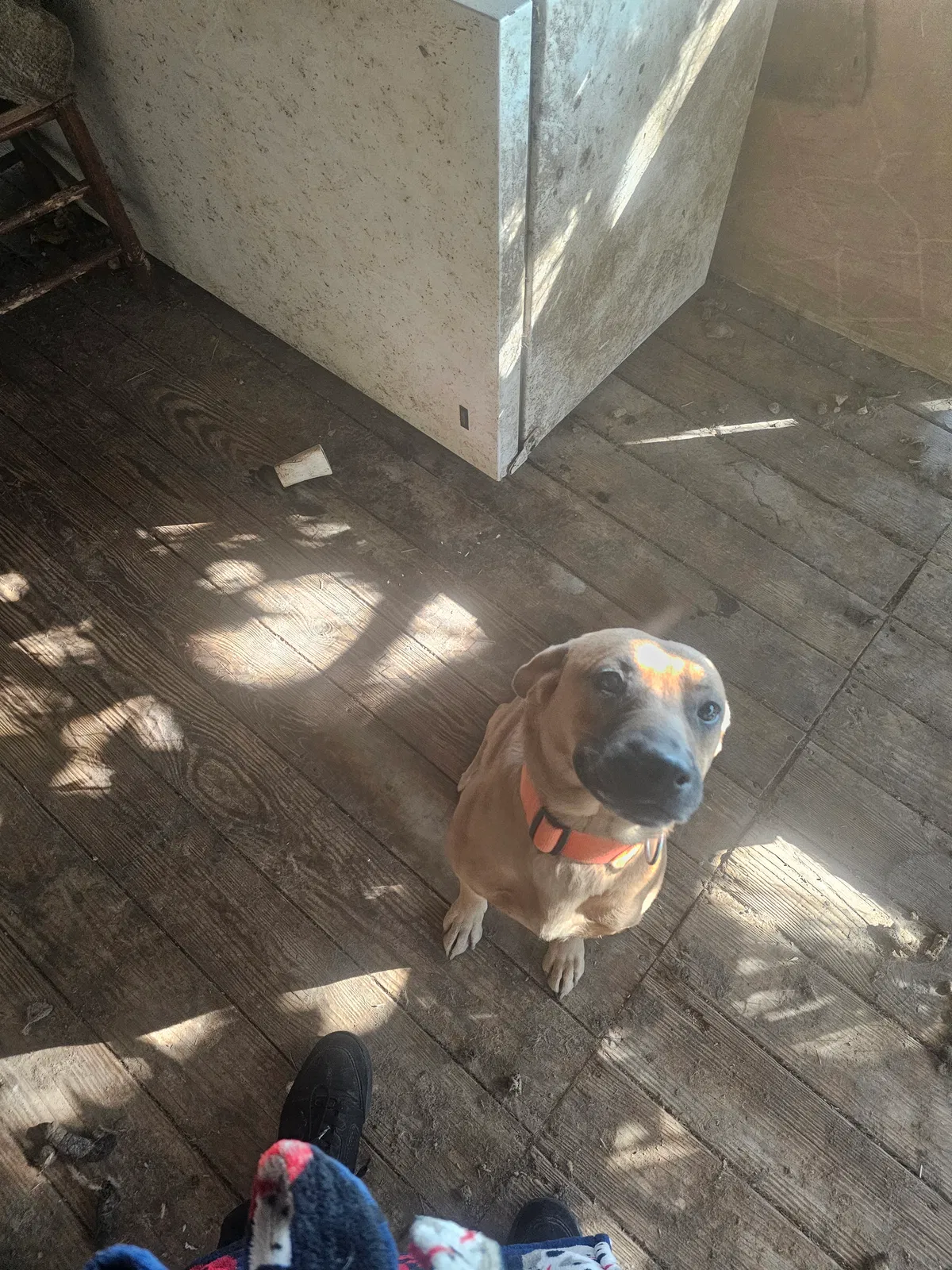 Clark, Unknown Dog for adoption in Omaha, AR, 72662