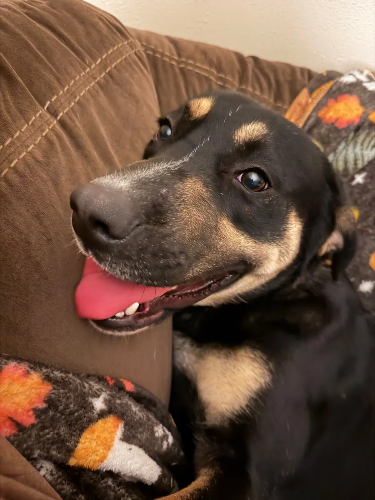 Ada, German Shepherd/ Rottweiler Dog for adoption in Hallsville, TX, 75650