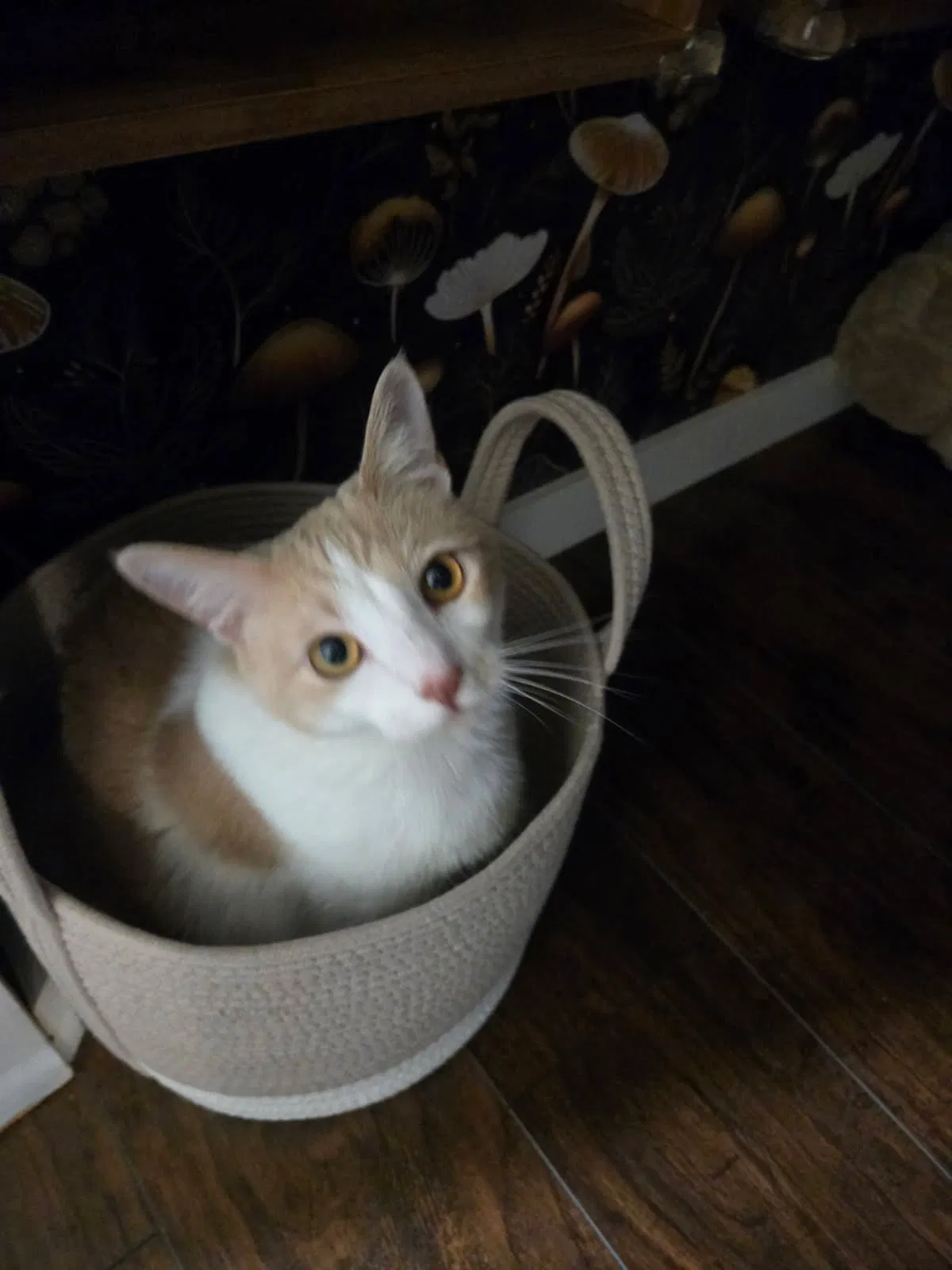Mocha, Orange and white domestic short hair Cat for adoption in Pasadena, MD, 21122