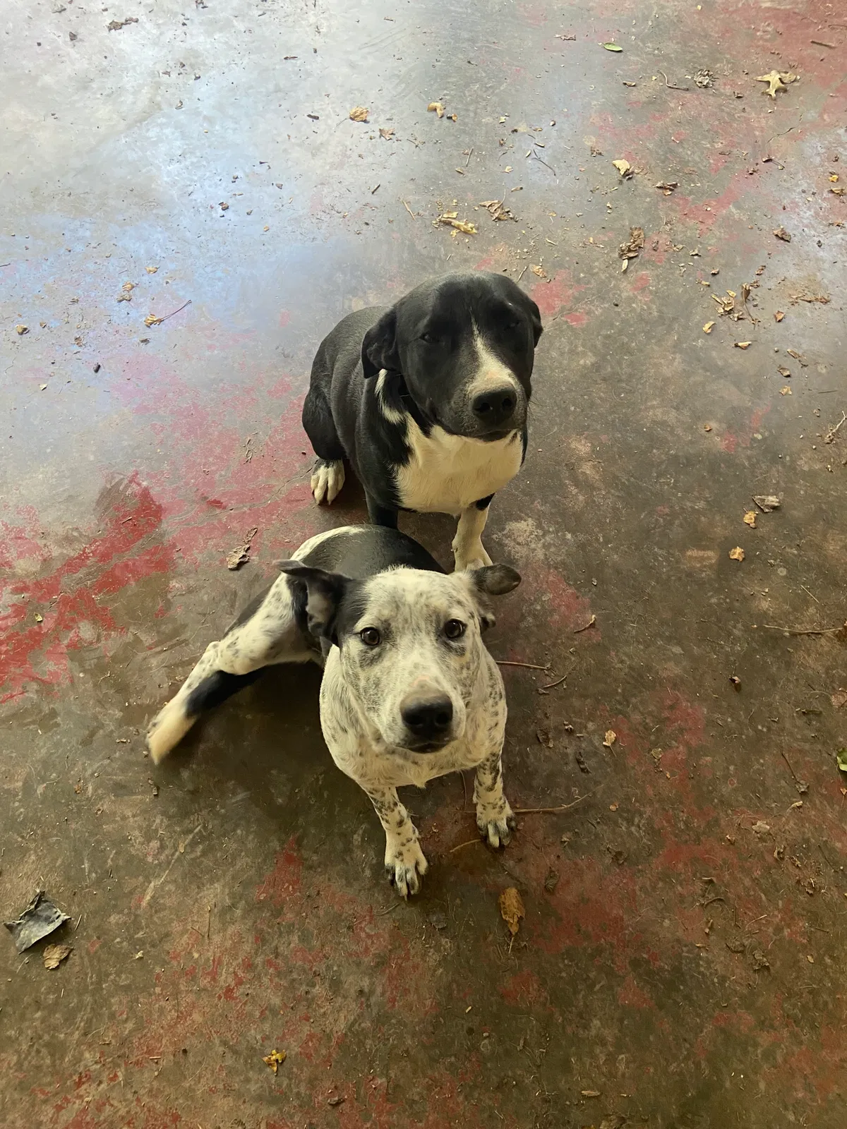 Remmy and Bo, Unknown Dog for adoption in Jonesville, NC, 28642