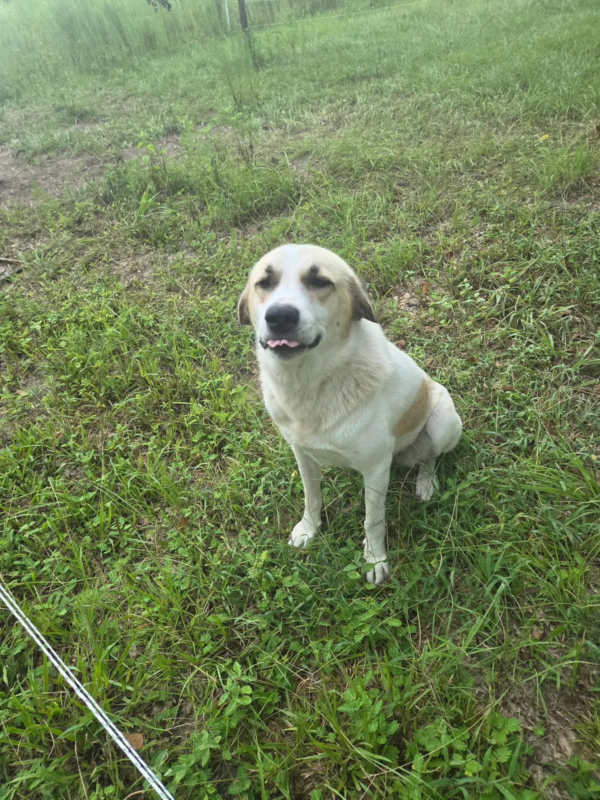 TINA, Anatola Dog for adoption in DeRidder, LA, 70634