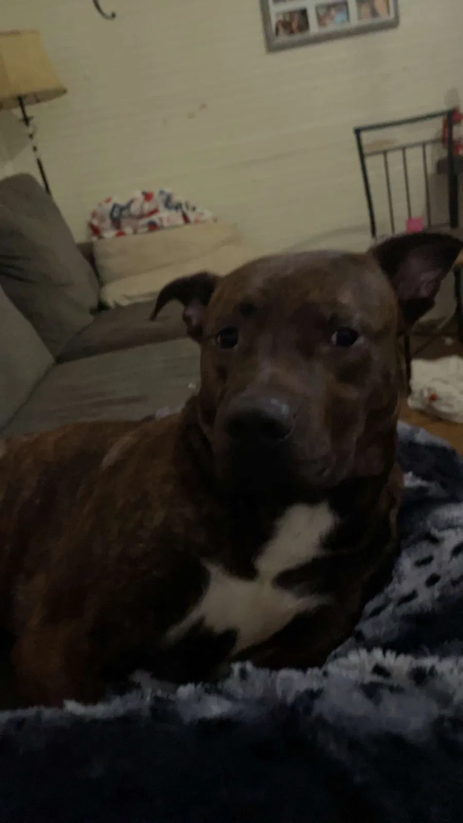 Chico, boxer german shepherd mixed Dog for adoption in Lawndale, NC, 28090
