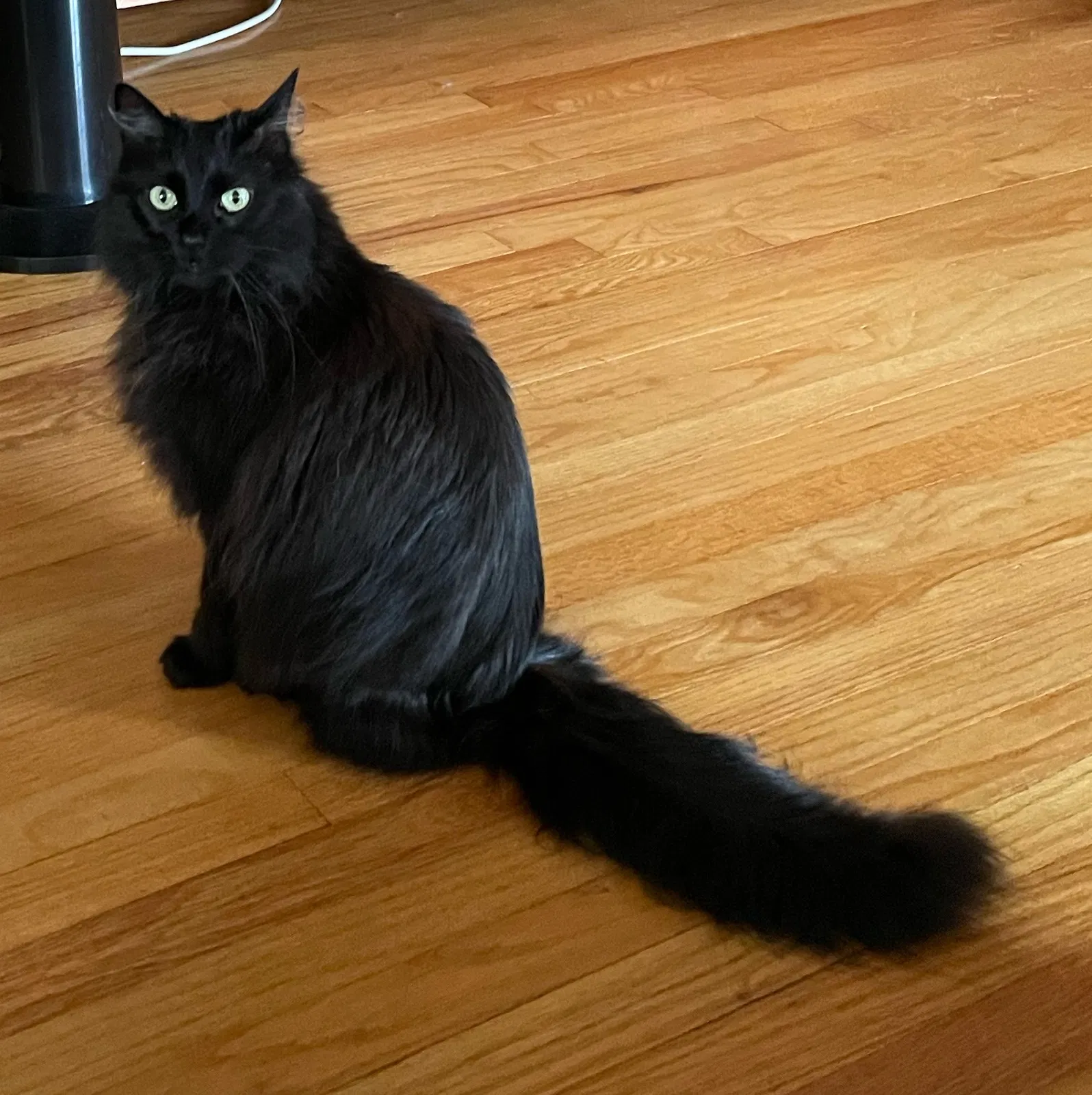 Leia, Unknown Cat for adoption in Burnsville, NC, 28714