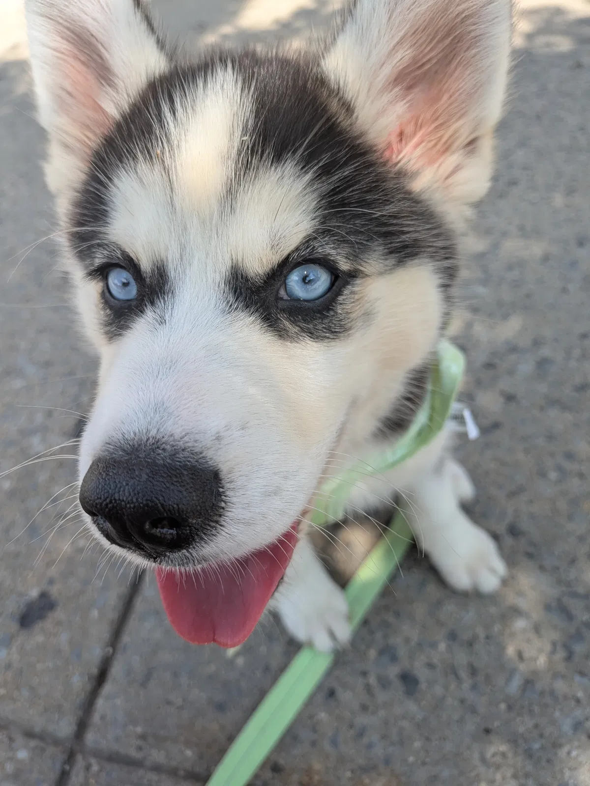 Joey, Siberian husky Dog for adoption in Fresh Meadows, NY, 11366