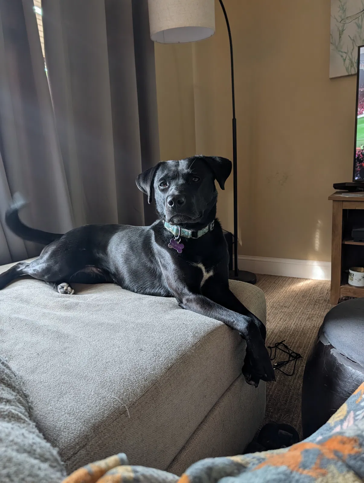 Riley, Black Lab Mix Dog for adoption in Newark, DE, 19713