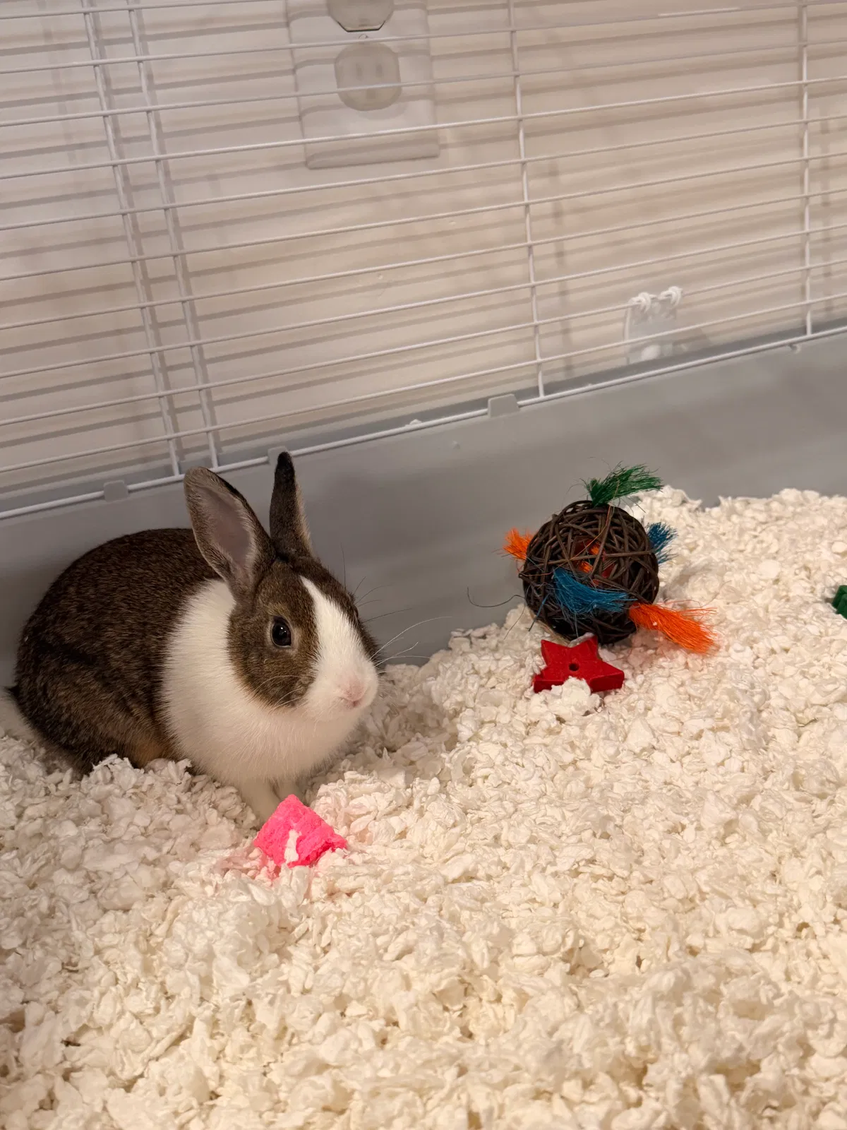 Bobby, Rabbit Pet for adoption in Clayton, NC, 27527