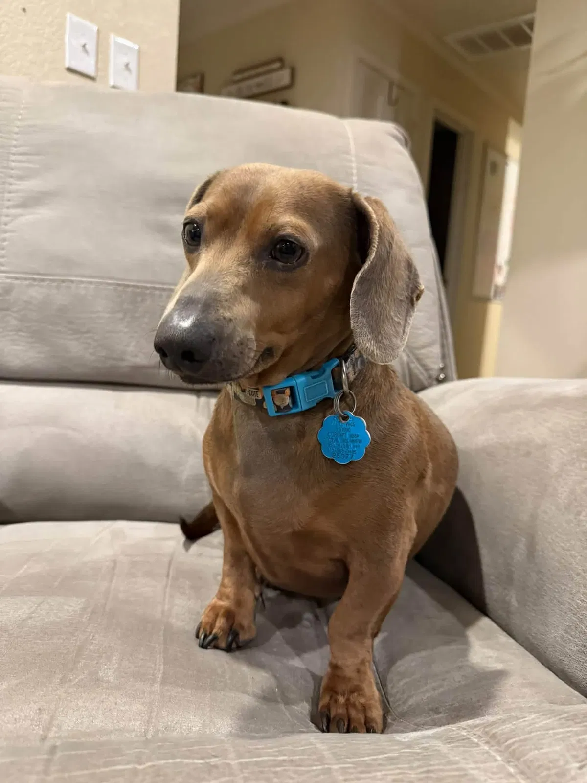 Bernard, Mini dachshund Dog for adoption in Bristow, OK, 74010