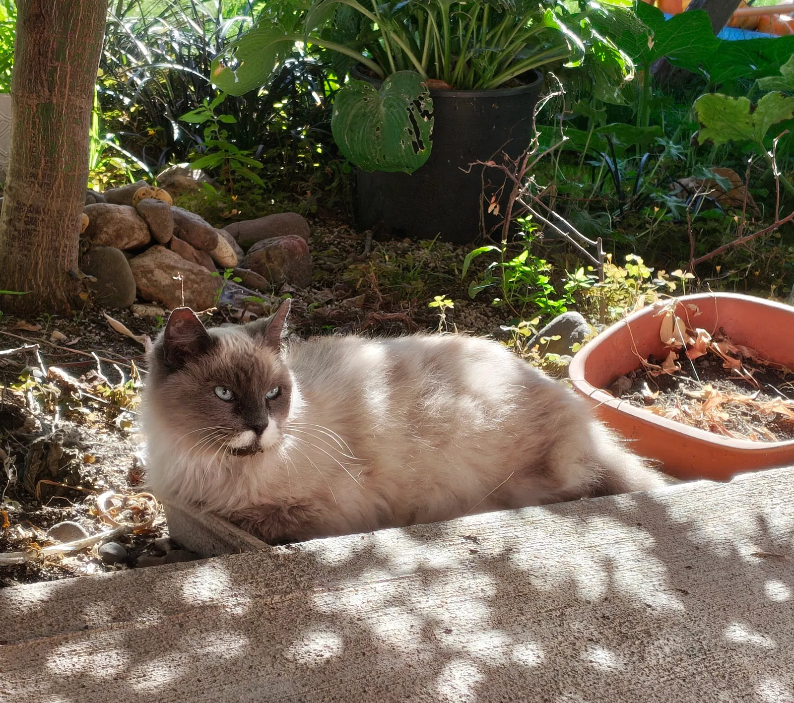 Mango, Siamese mix Cat for adoption in Brownsville, OR, 97327