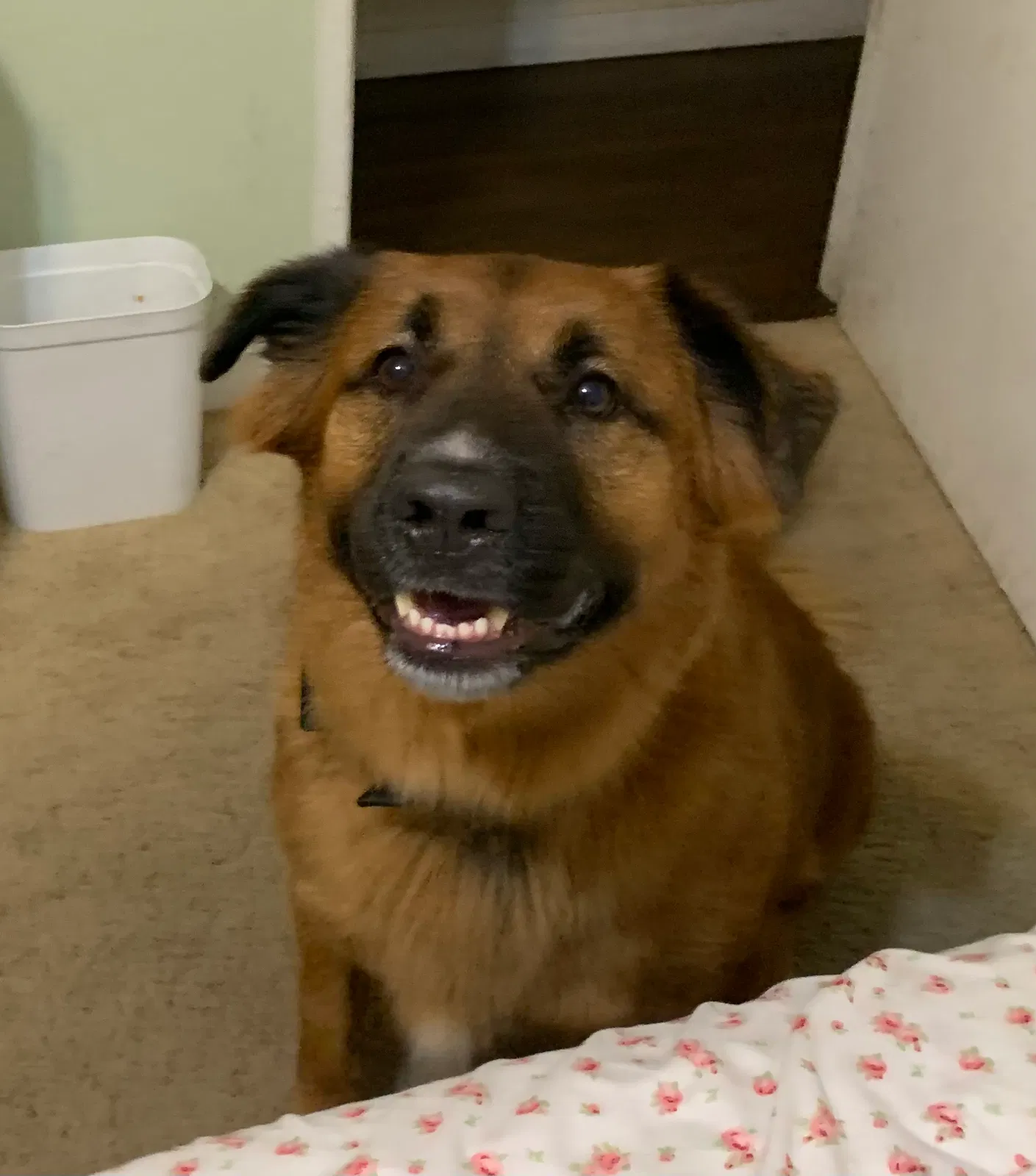 Leo, German Shepherd mix Dog for adoption in Denver, CO, 80206
