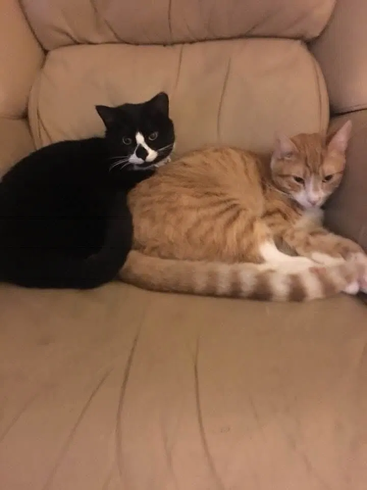 Jake, Orange tabby Cat for adoption in Mesa, AZ, 85204