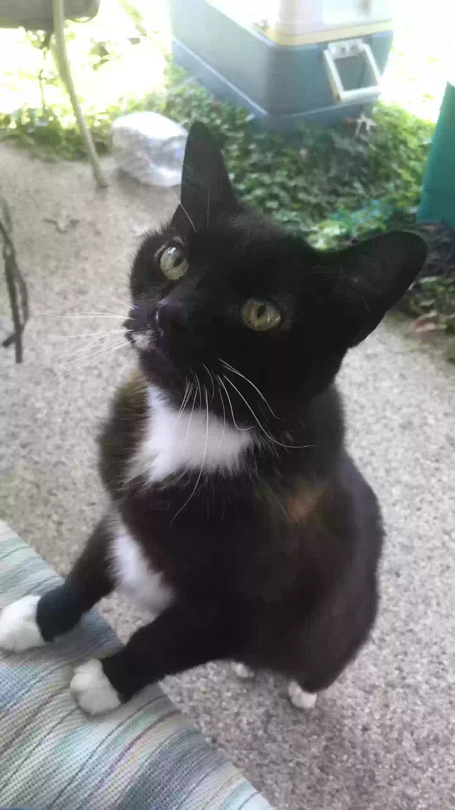 Flower, Unknown Cat for adoption in Loveland, OH, 45140
