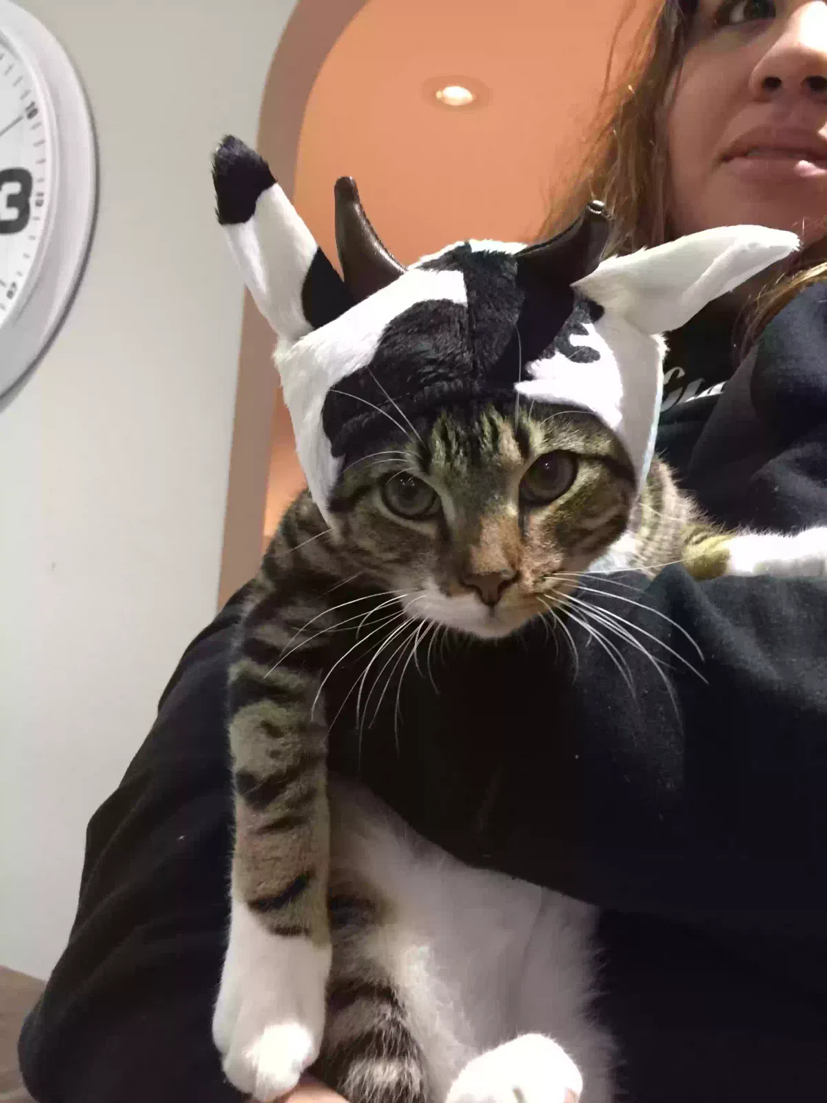 elle, American Short Hair Tabby Cat Cat for adoption in Rahway, NJ, 07065