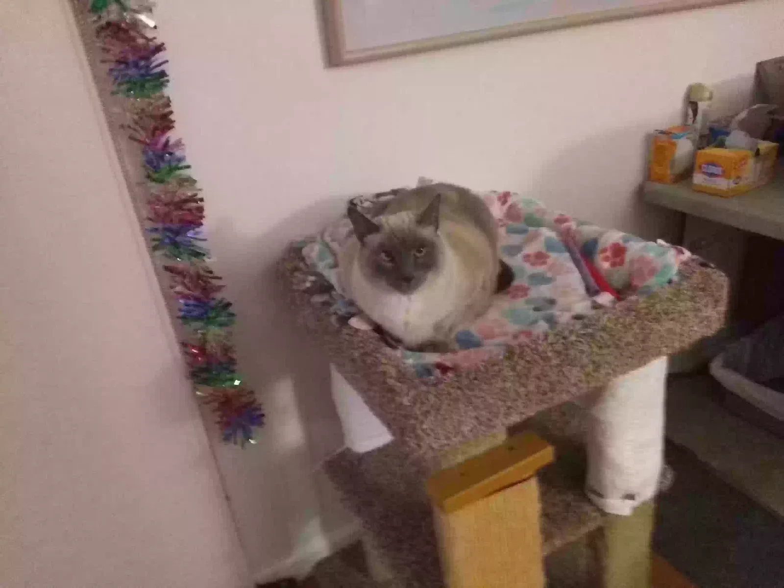 Haley, Siamese Cat for adoption in San Jose, CA, 95129