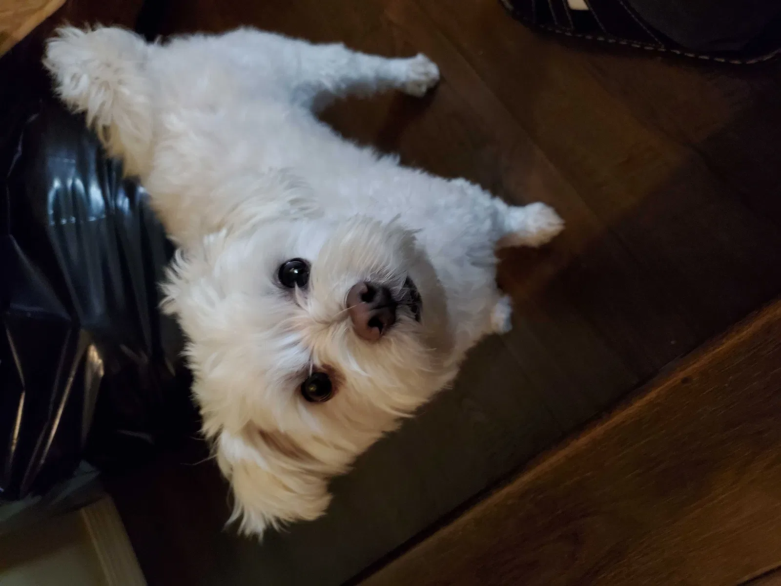 Lost dog in Glendora, CA, 91740