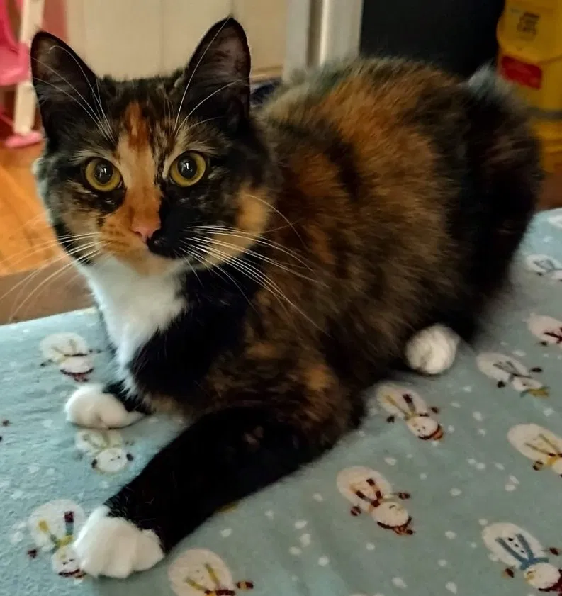Lost cat in Augusta, GA, 30904