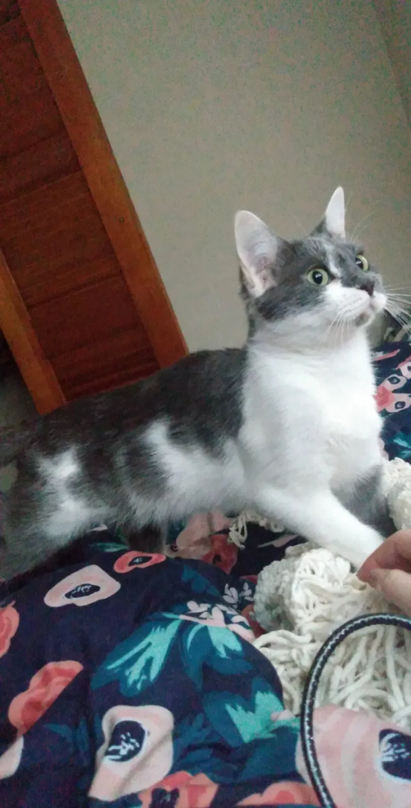 Lost cat in Bay, AR, 72411