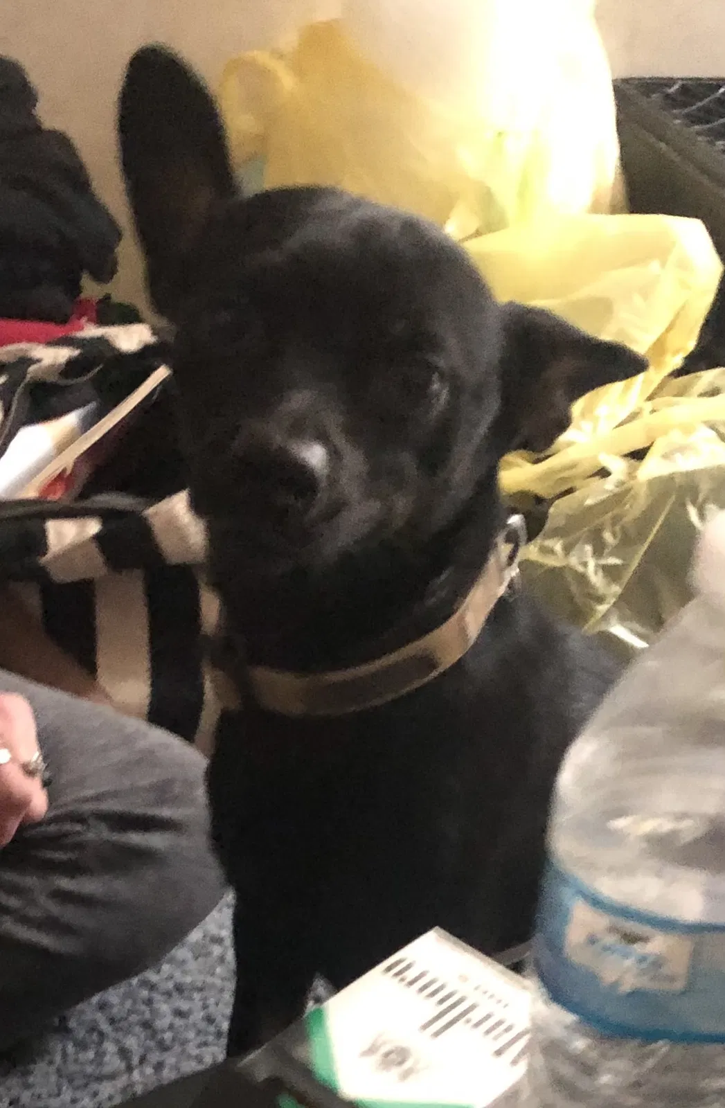 Lost dog in Vinemont, AL, 35179