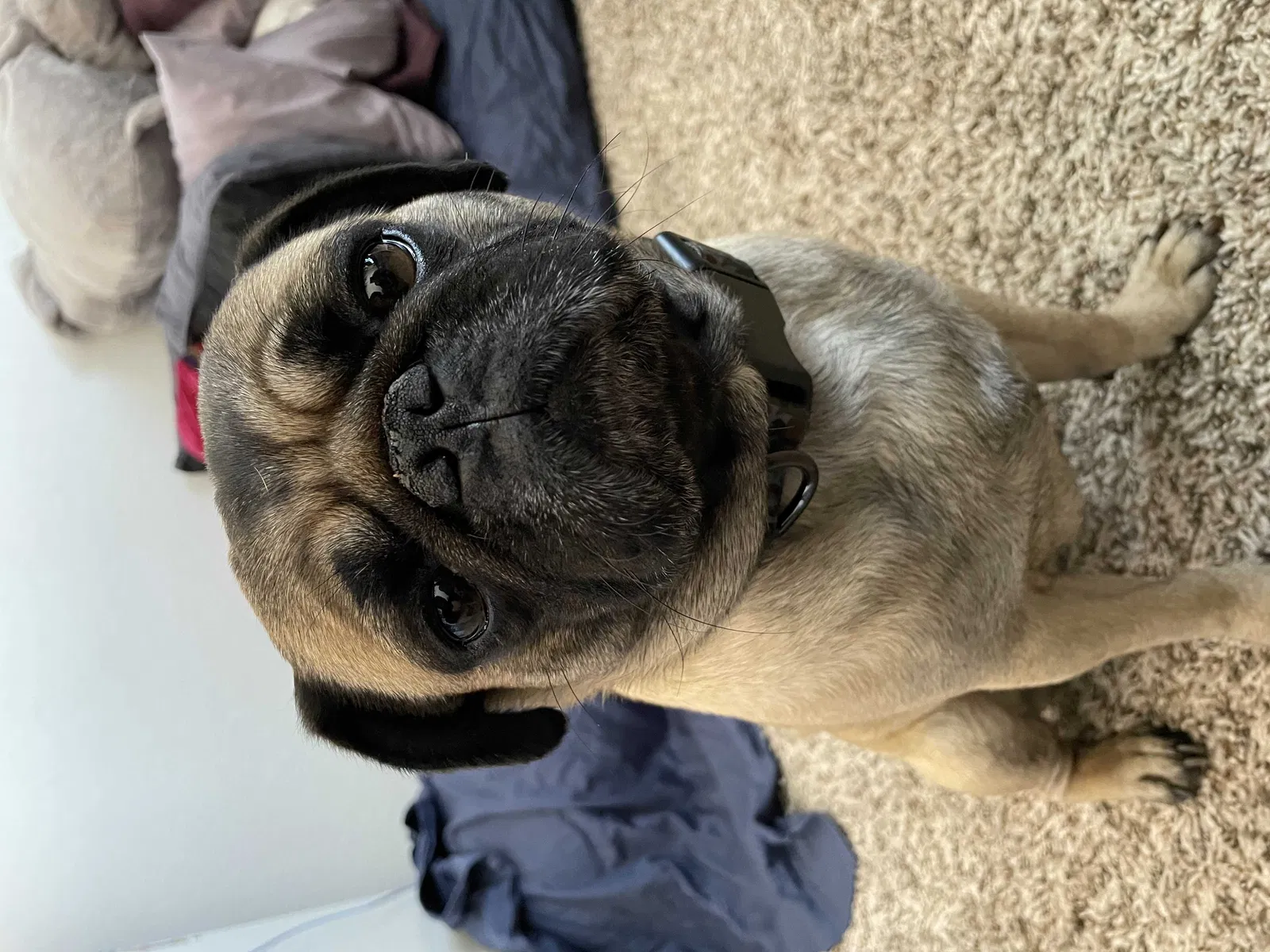 Lost dog in Stevenson Ranch, CA, 91381