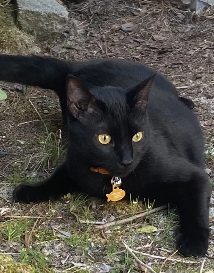 Lost cat in Pinehurst, NC, 28374