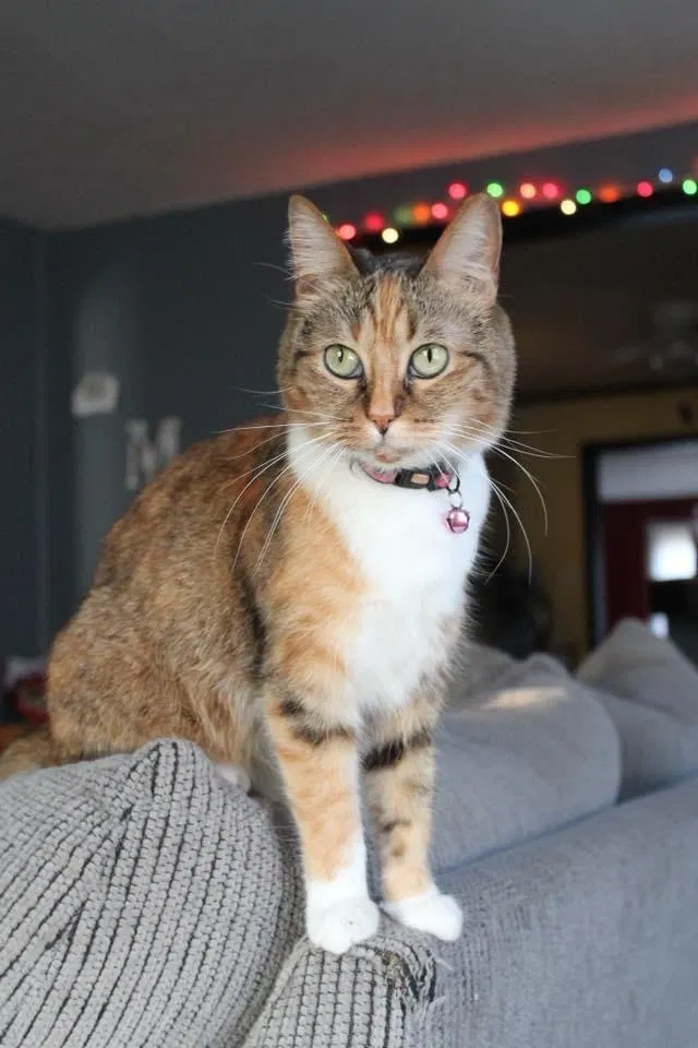 Lost cat in Lubbock, TX, 79413