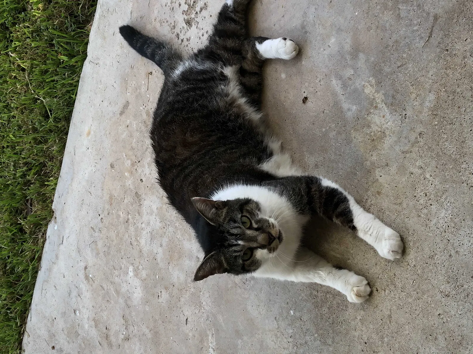 Lost cat in Sugar Land, TX, 77498