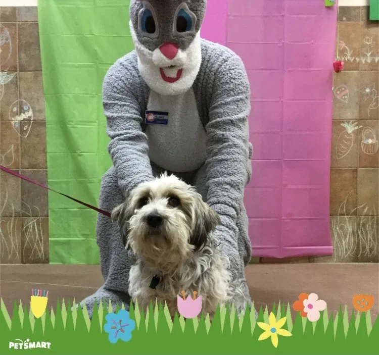 Lost dog in Norwalk, CT, 6851