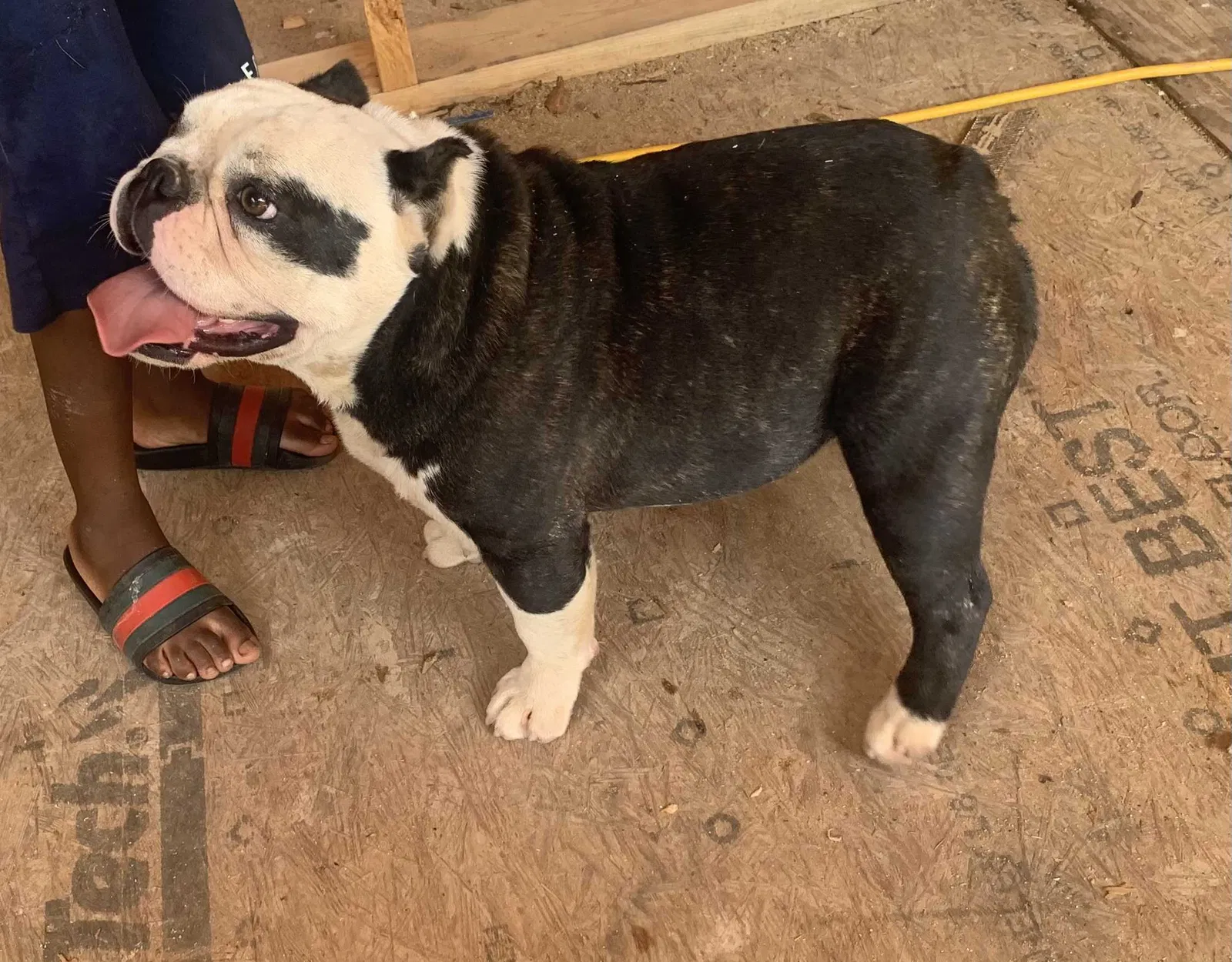 Lost dog in Macon, GA, 31216