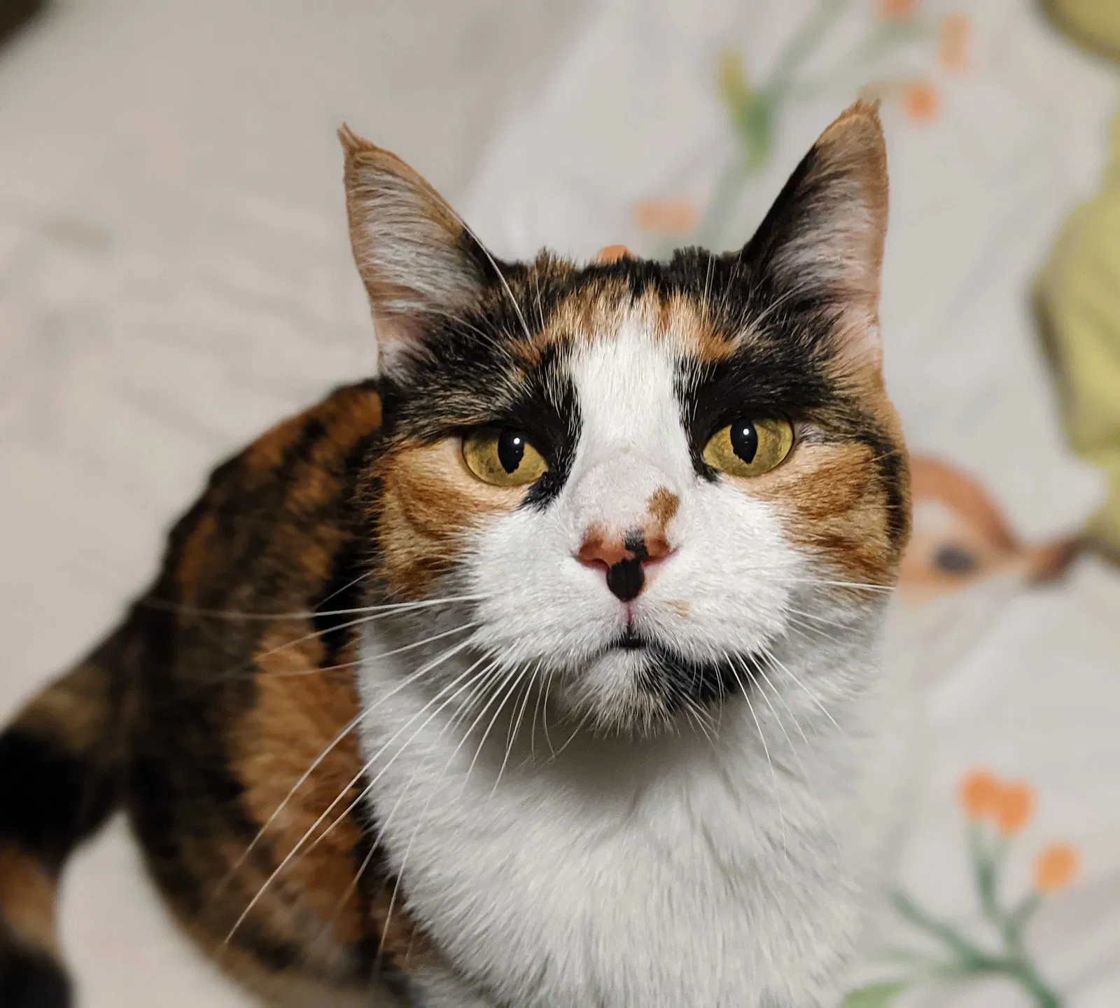 Lost cat in Fresno, CA, 93722