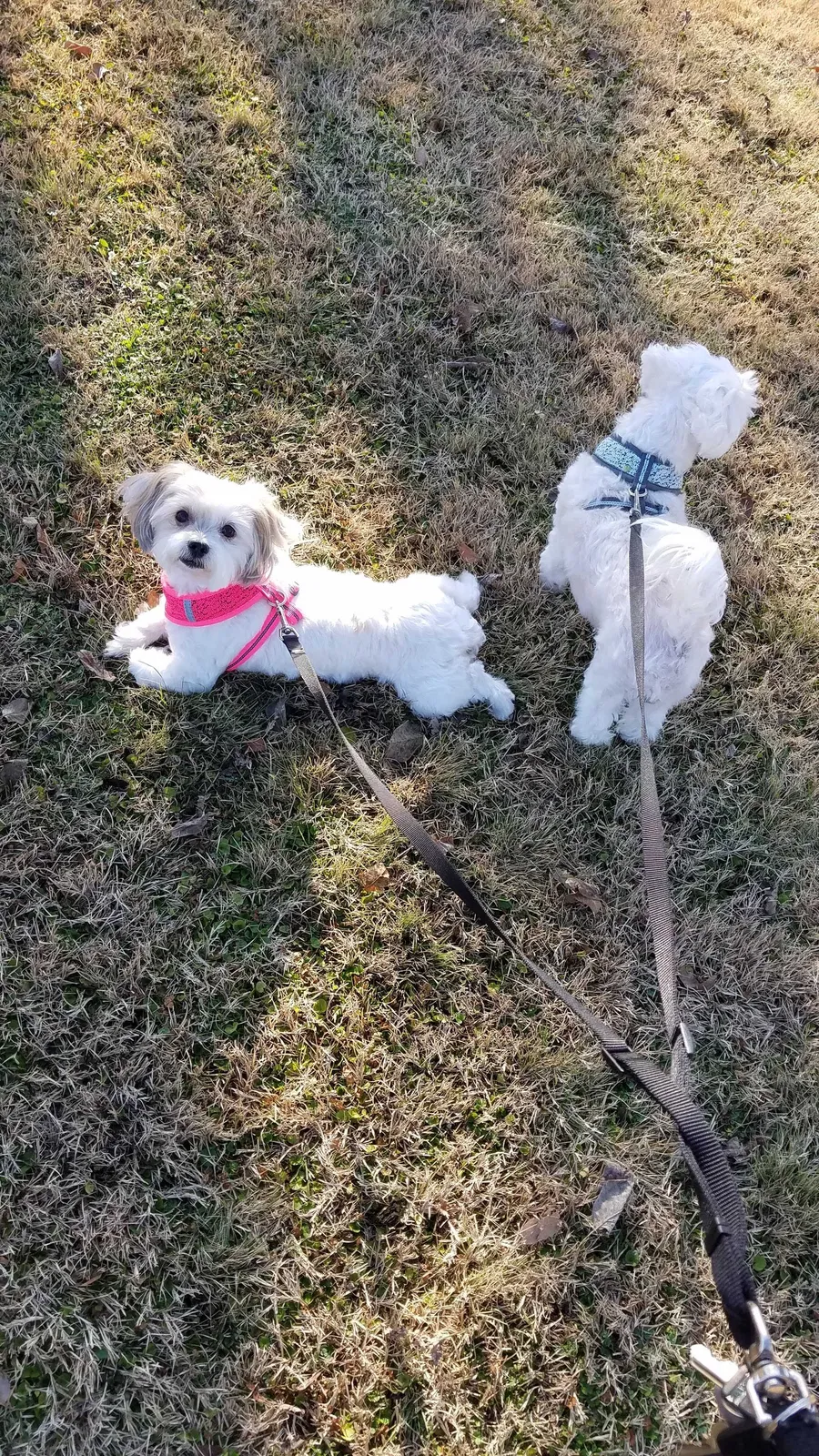 Lost dog in Cedar Hill, TX, 75104