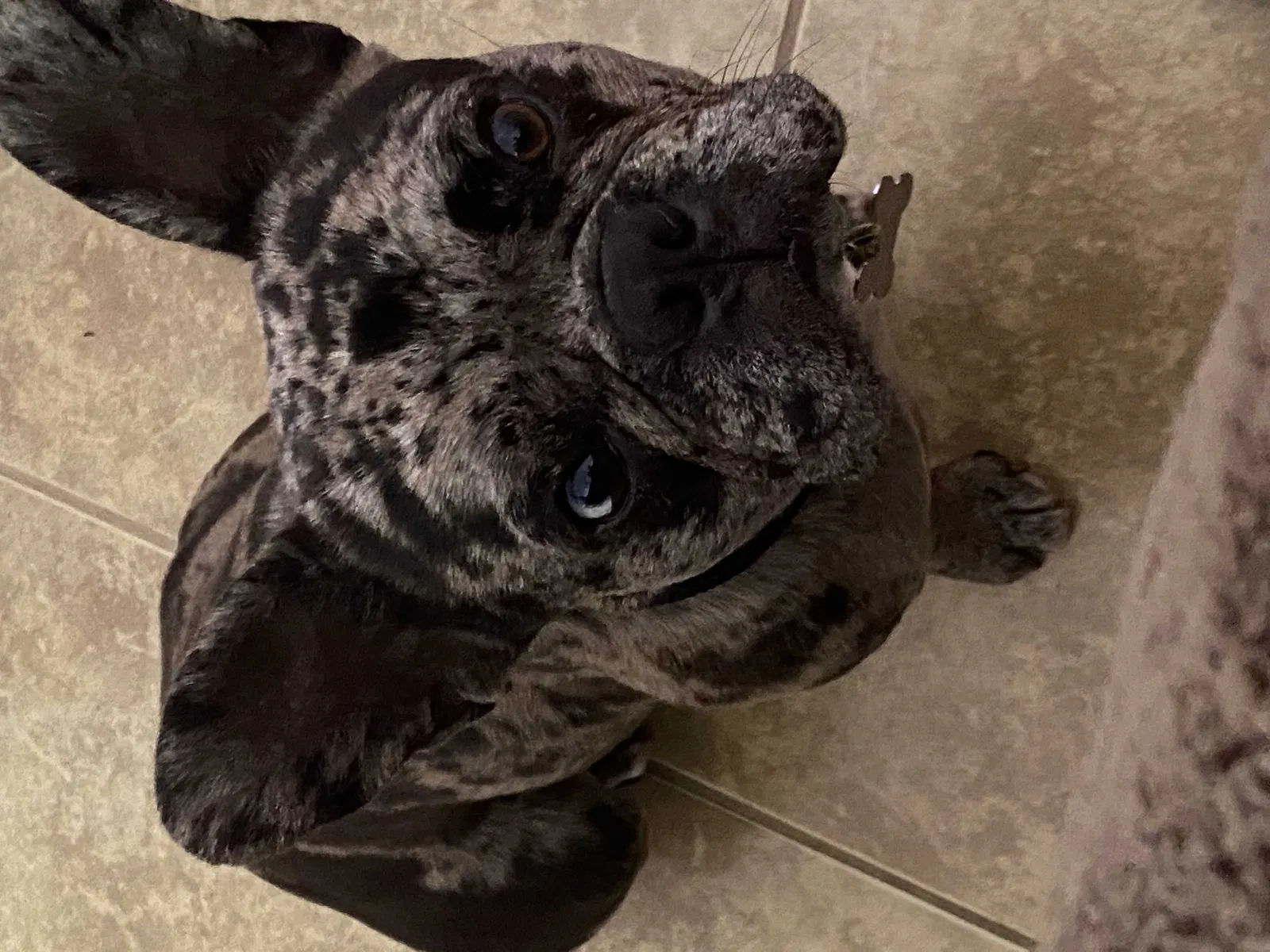 Lost dog in Chula Vista, CA, 91911
