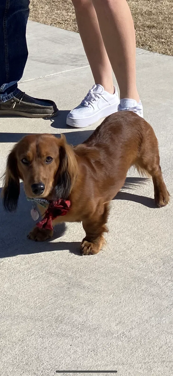Lost dog in Millsap, TX, 76066