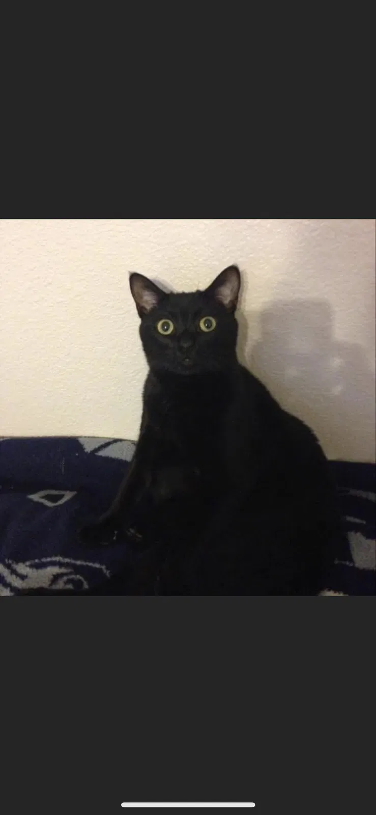 Lost cat in Fort Worth, TX, 76131