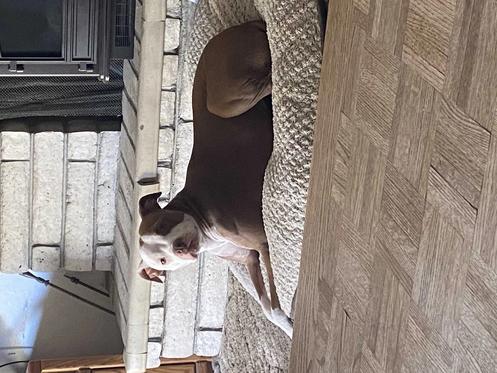 Lost dog in Madera, CA, 93637
