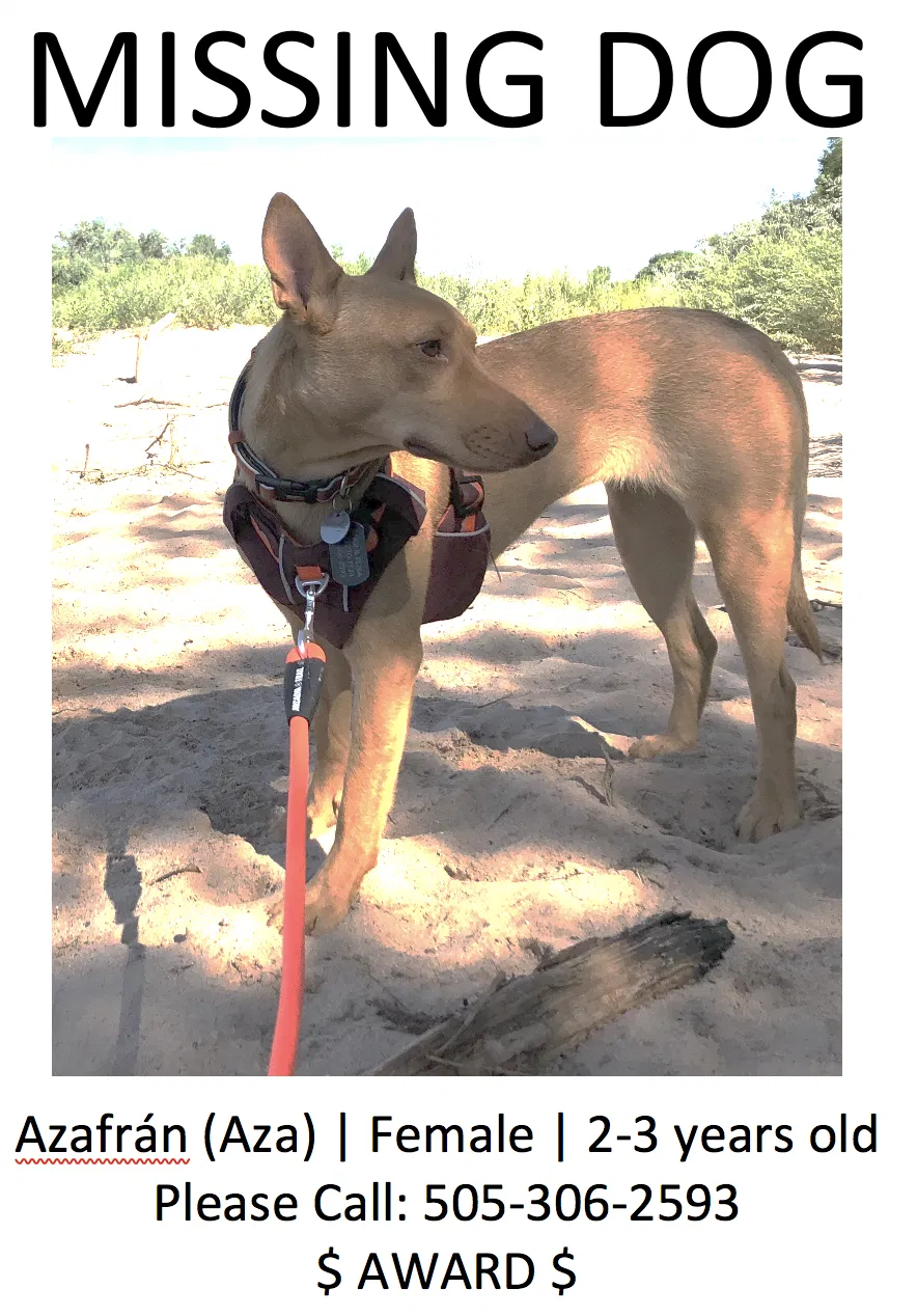 Missing Dog