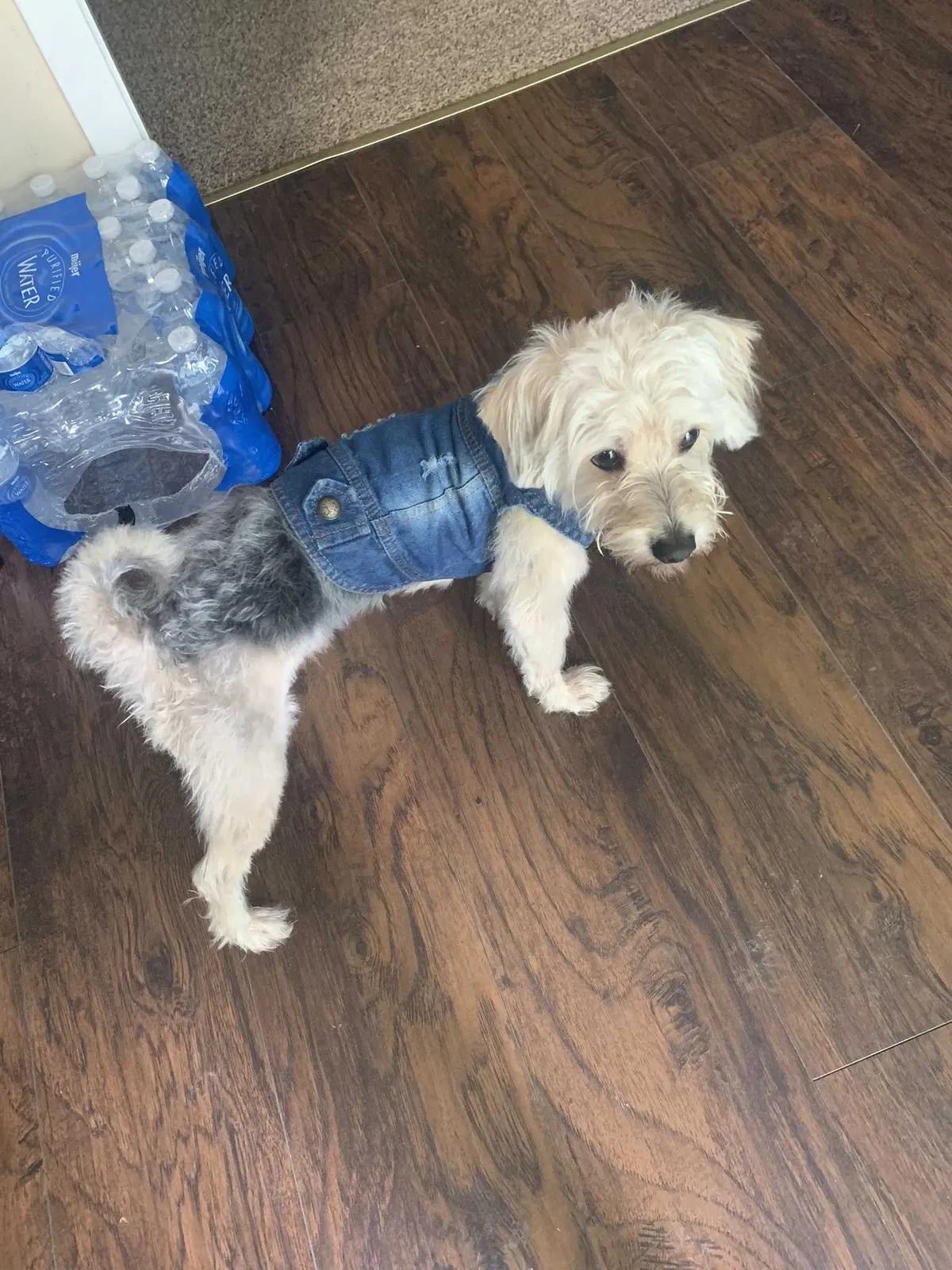 Lost dog in Cincinnati, OH, 45240