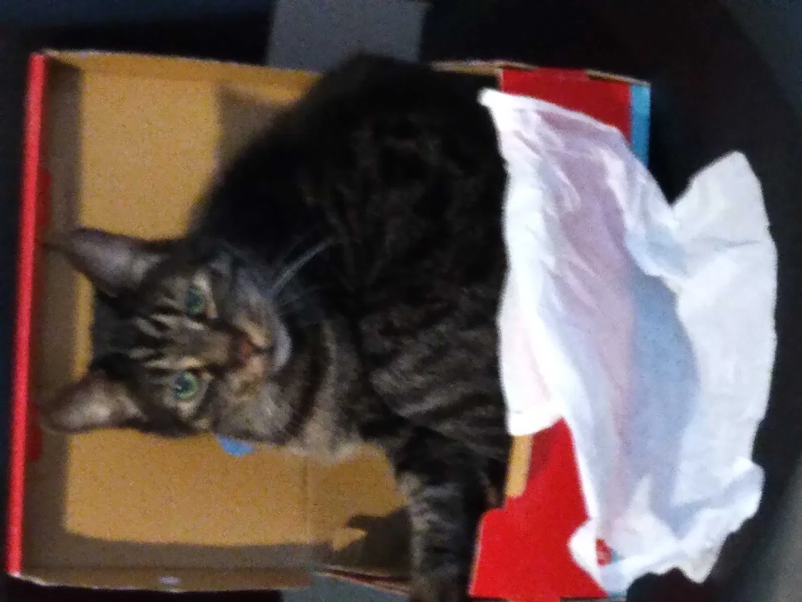 Lost cat in Orlando, FL, 32807