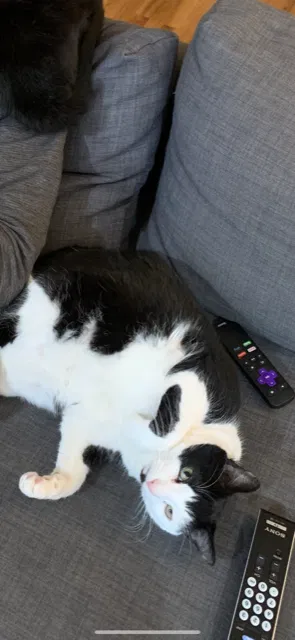 Lost cat in Atlanta, GA, 30345