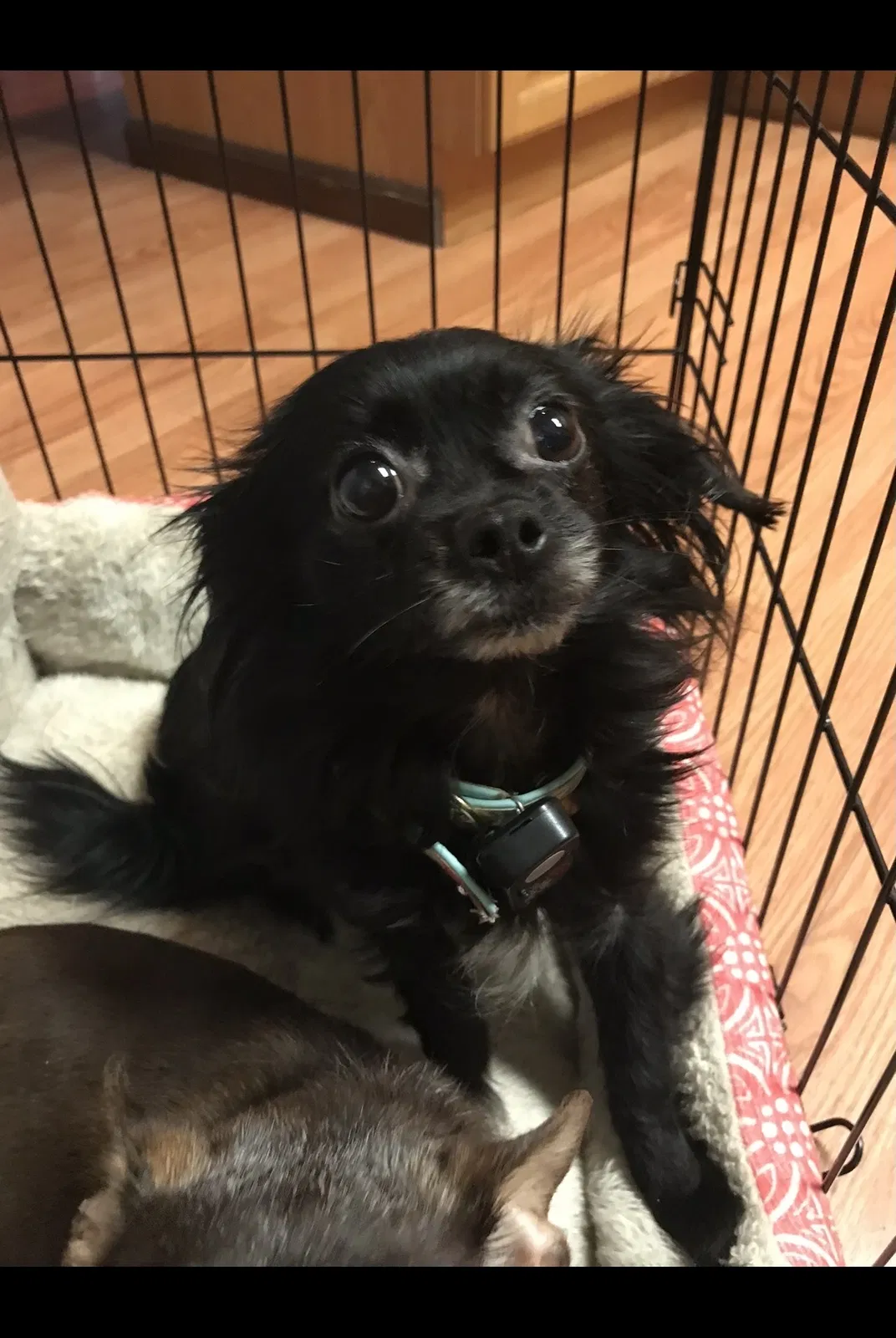 Lost dog in Fort Wayne, IN, 46816