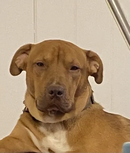 Lost dog in Winston Salem, NC, 27101