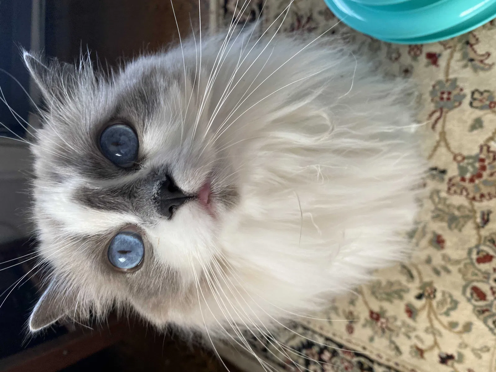 Lost cat in Bronx, NY, 10452
