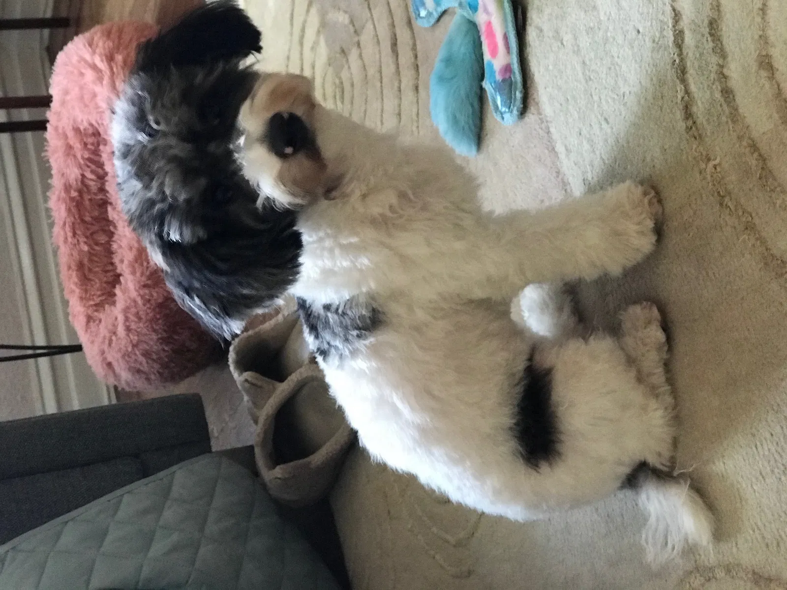 Lost dog in Jamaica, NY, 11433