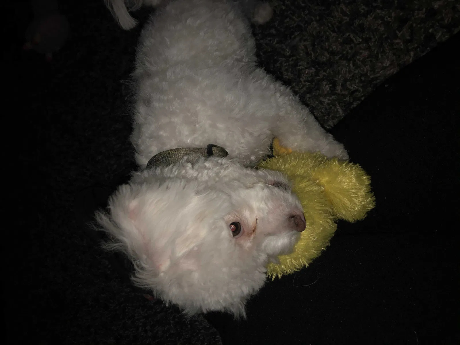Lost dog in Columbus, OH, 43209