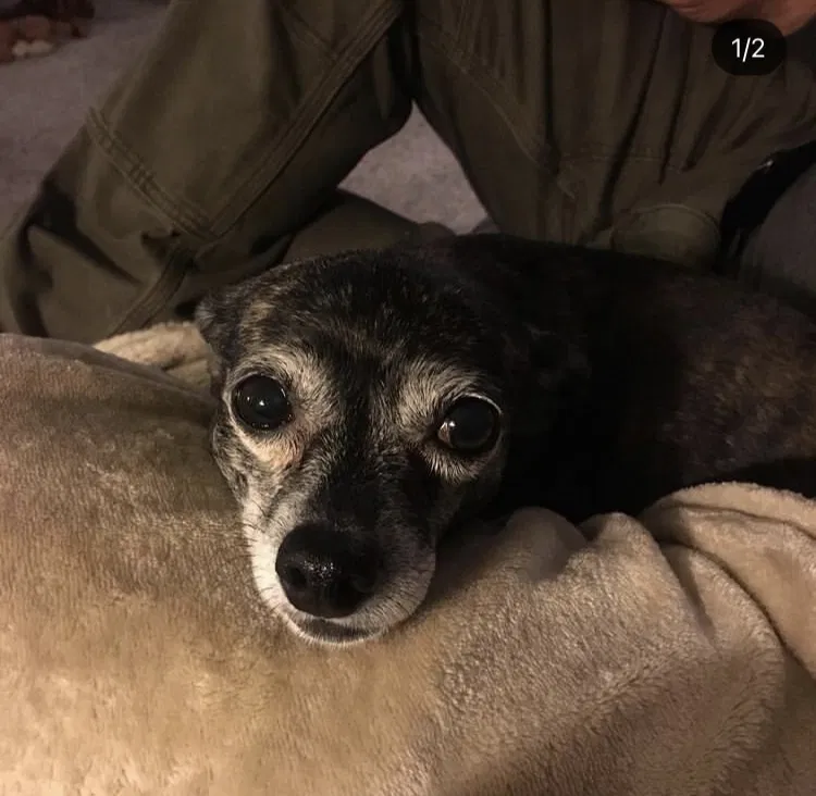 Lost dog in Meridian, ID, 83642