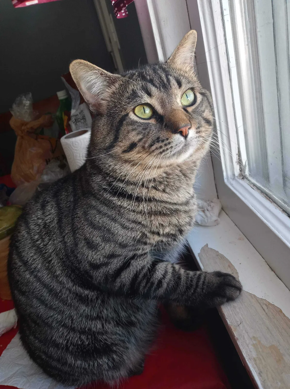 Lost cat in Saint Paul, MN, 55117