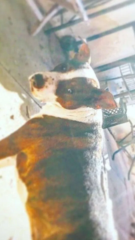 Lost dog in Albuquerque, NM, 87107