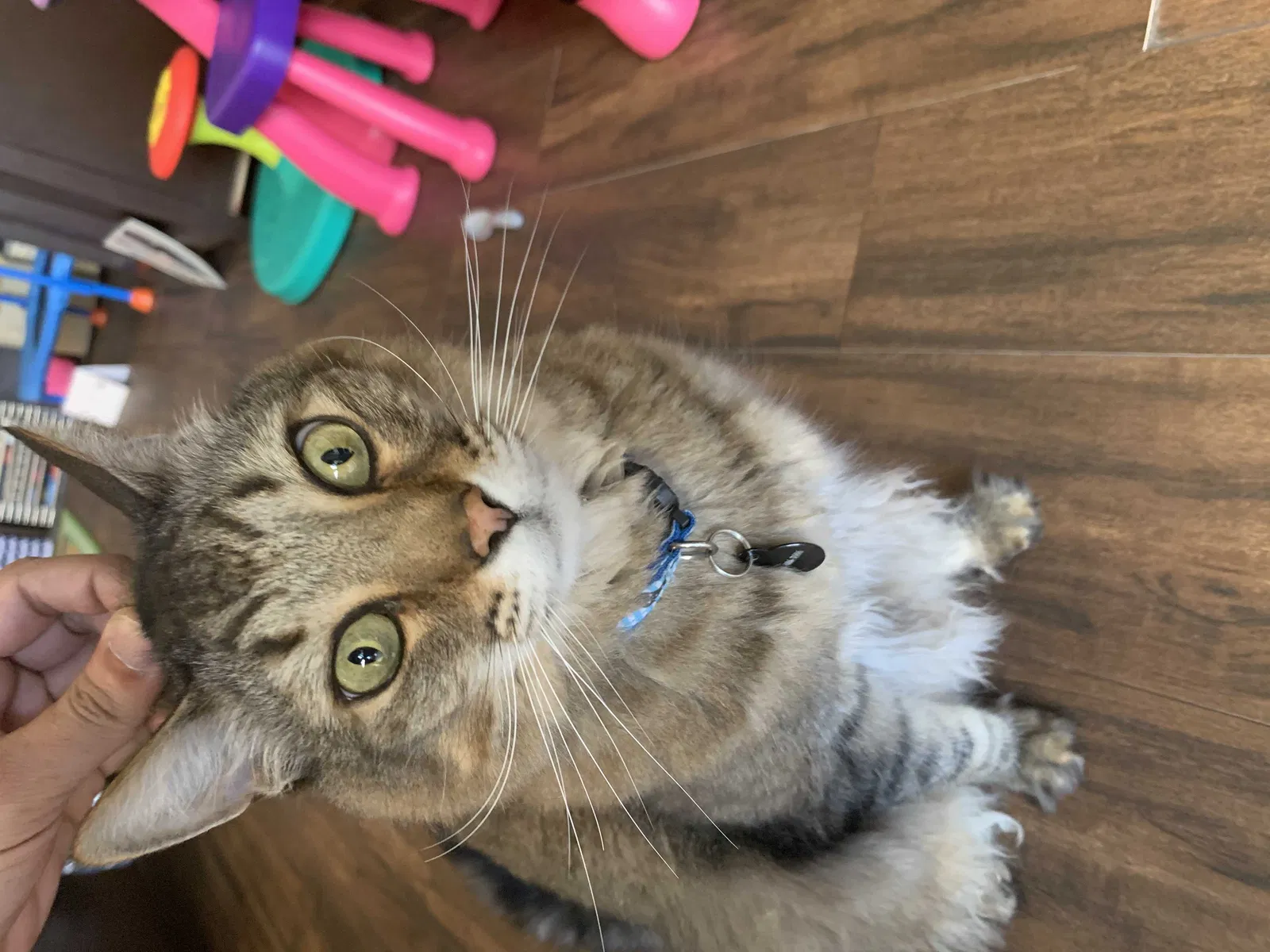 Lost cat in Hollywood, FL, 33027