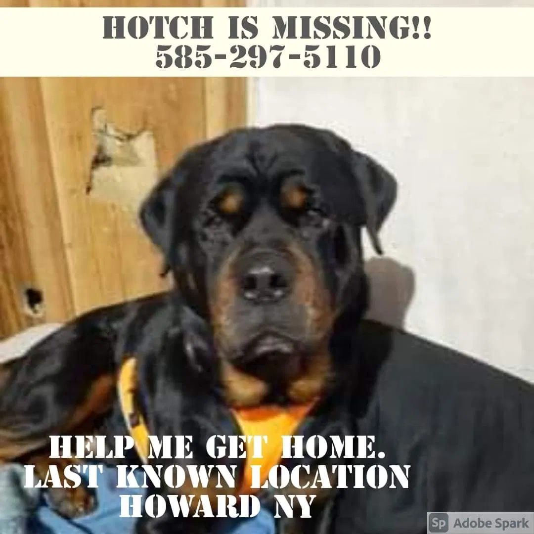 Lost dog in Avoca, NY, 14809