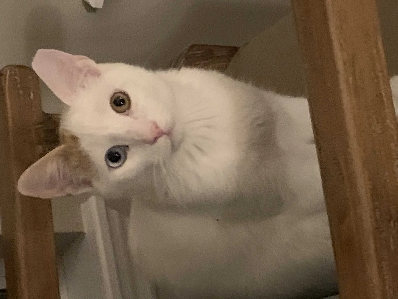 Lost cat in Jacksonville, FL, 32202